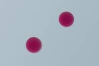 Oursin - embryologie - Cellules-oeuf d'Oursin  x100